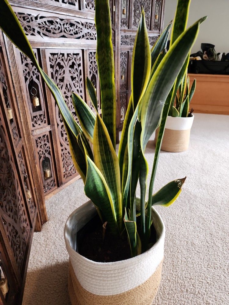 Snake Plant - PENDING