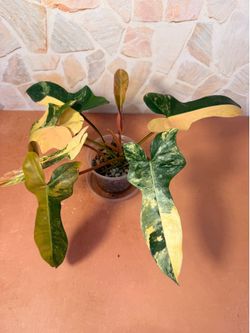 Philodendron Florida Beauty x Black Billie Plant (BLACK BEAUTY) 4inch