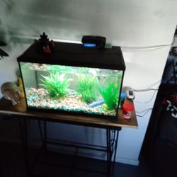 5 Gallon Fish Tank With Everything 