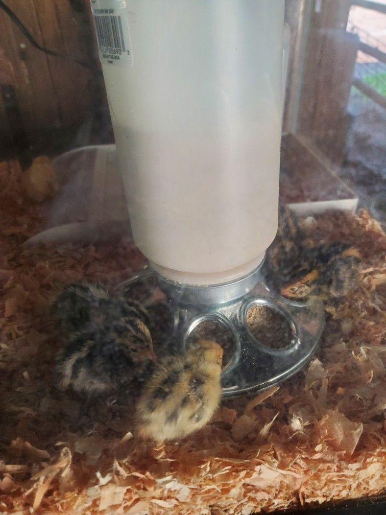 Quail Eggs