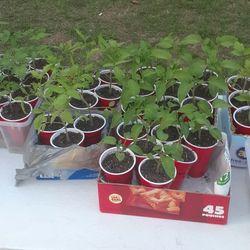 Tomato & pepper Plants & large variety of seeds 