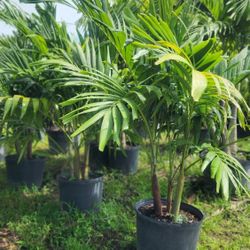 Beautiful Christmas Palms About 6 Feet Tall!!!  Adonidias  Fertilized 