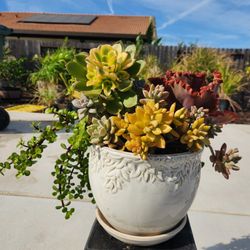 Large beautiful potted succulents arrangement!