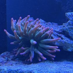 Rose Bubble Tip Anemone