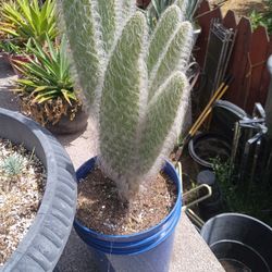 Cactus De Peluche..No Espina