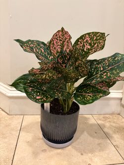 Aglaonema SP plant Super