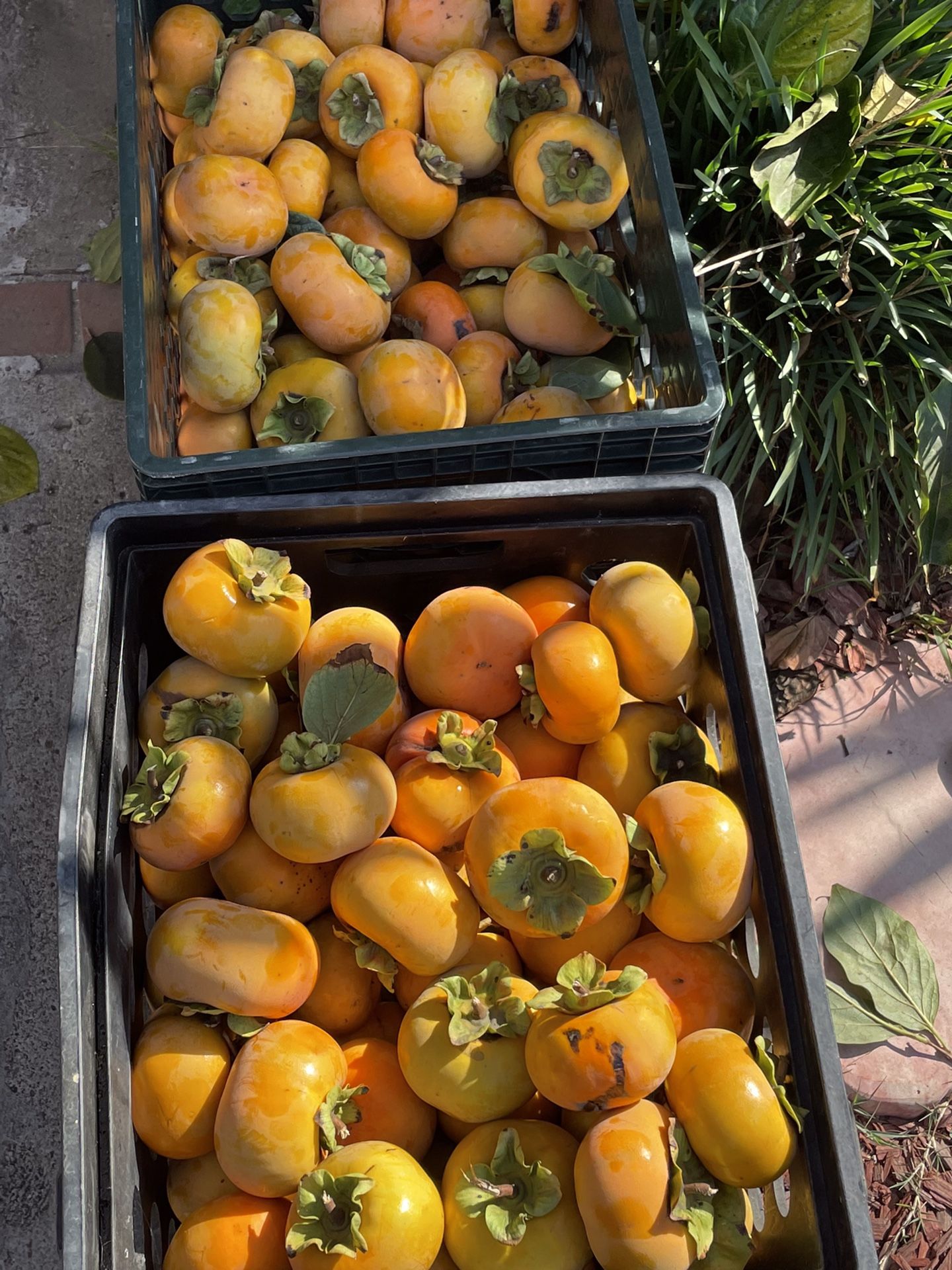 Persimos Fruit