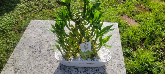 Water Bamboo Plants for Good Luck – Compared at $120
