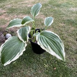 plants