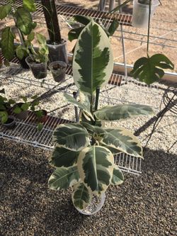 🌿 Variegated Rubber Tree – Rare, Bright & Fully Established