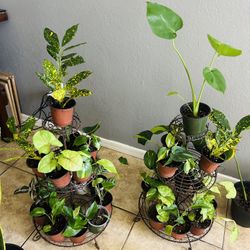 Plants For Sale 5 Each 