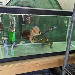 40 Breeder Fish Tank Aquarium Pecera With LED lights Filter Heater Freshwater 