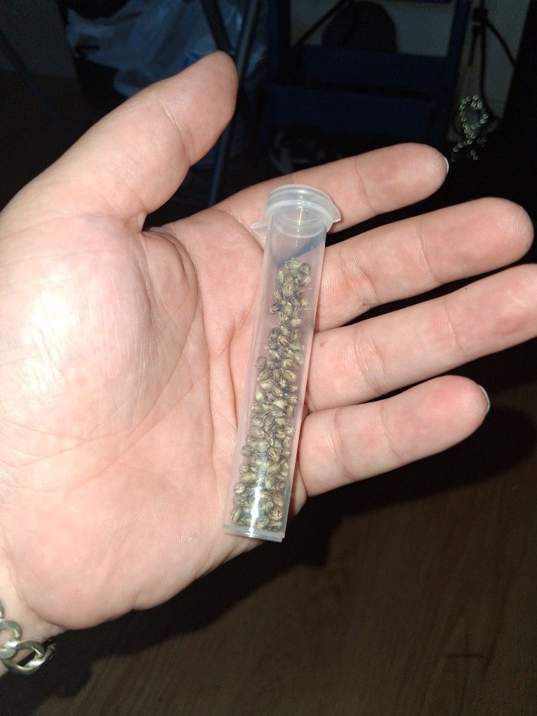 🥦Gelato Seed ×100