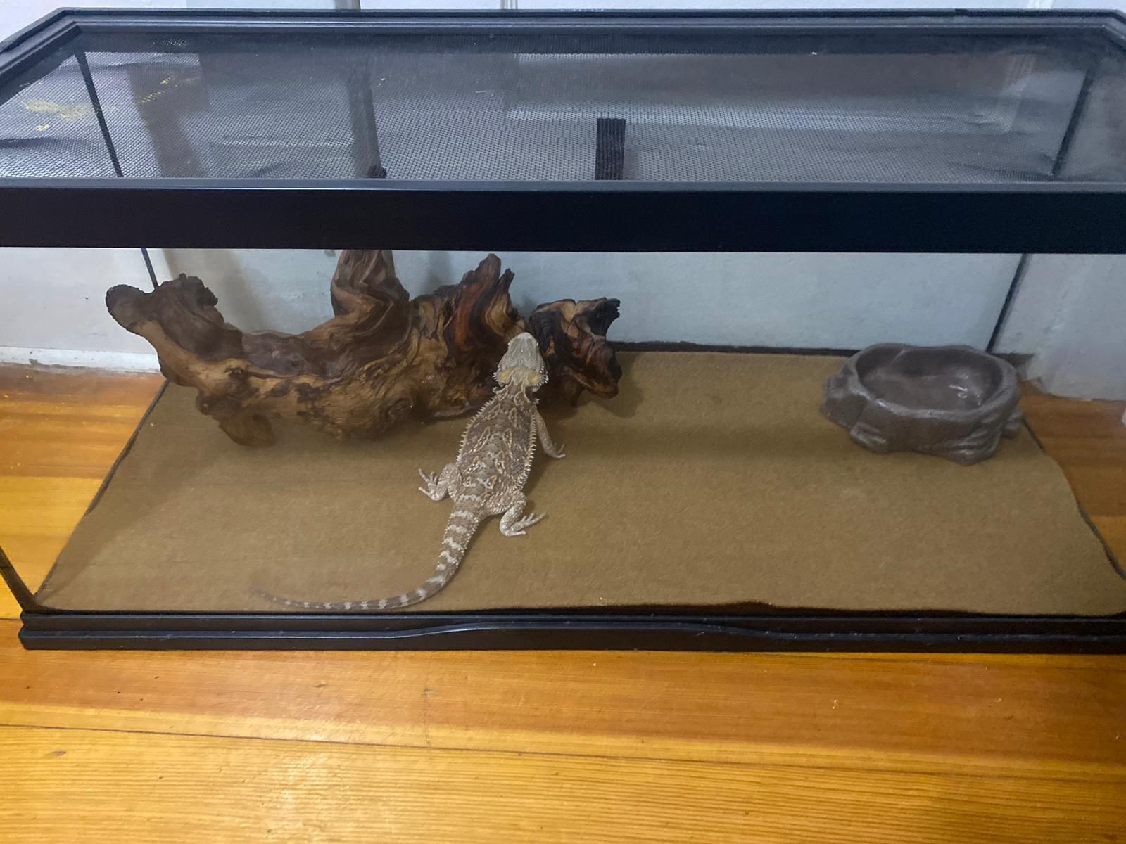 Bearded Dragon Cage