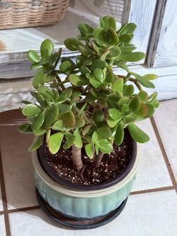🌿—a symbol of prosperity♥️LUCKY Jade/GUD LUCK Plant👉PLS READ DESCRIPTION♥️WELL ESTABLISHED Trees