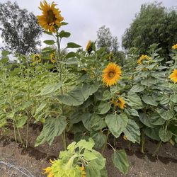 Sunflower 