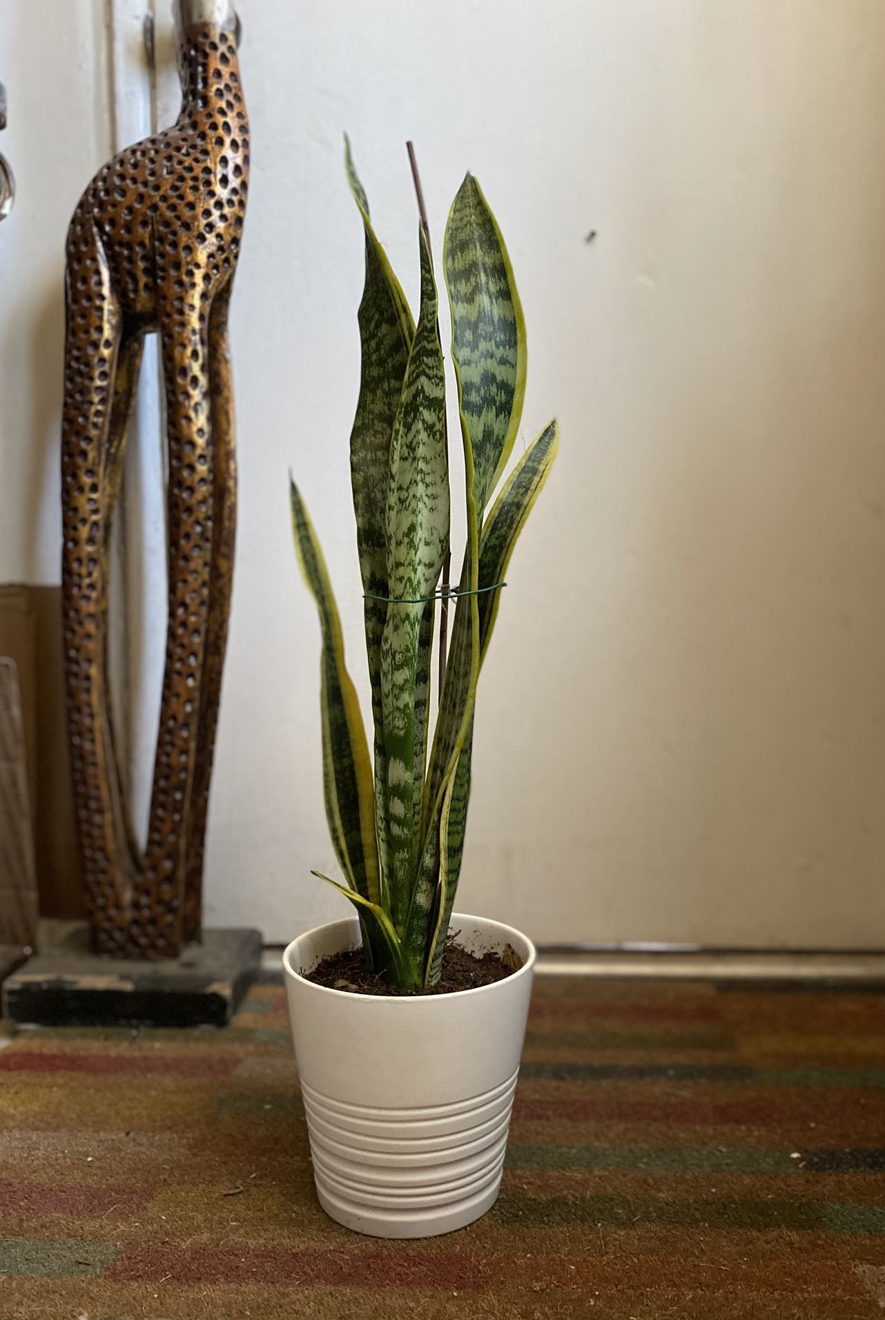 Indoor Mother-in-Law Or Snake Plant