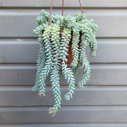 6” donkey tail