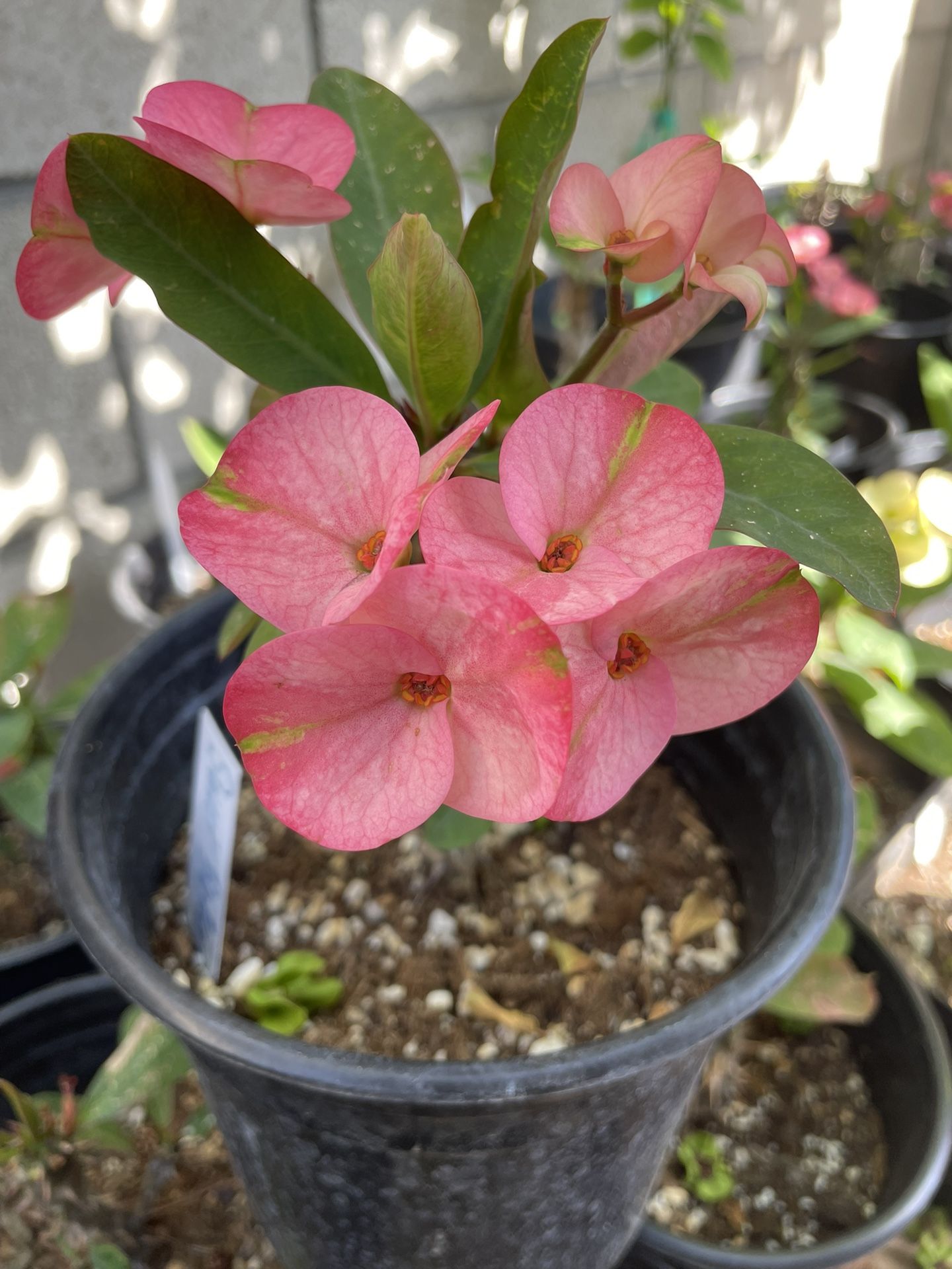 Corona De Cristo Planta, Crown Of Thorns Plant, Sweet Butterfly 