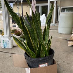 Snake Plants In A Pot