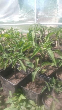 Organic tomato plants