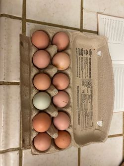 Organic Free-range Eggs