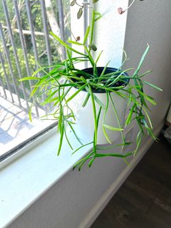 Rhipsalis Micrantha