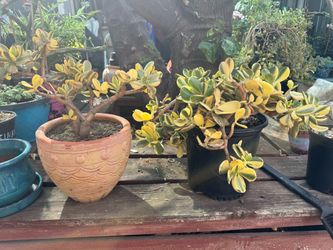Plants for sale