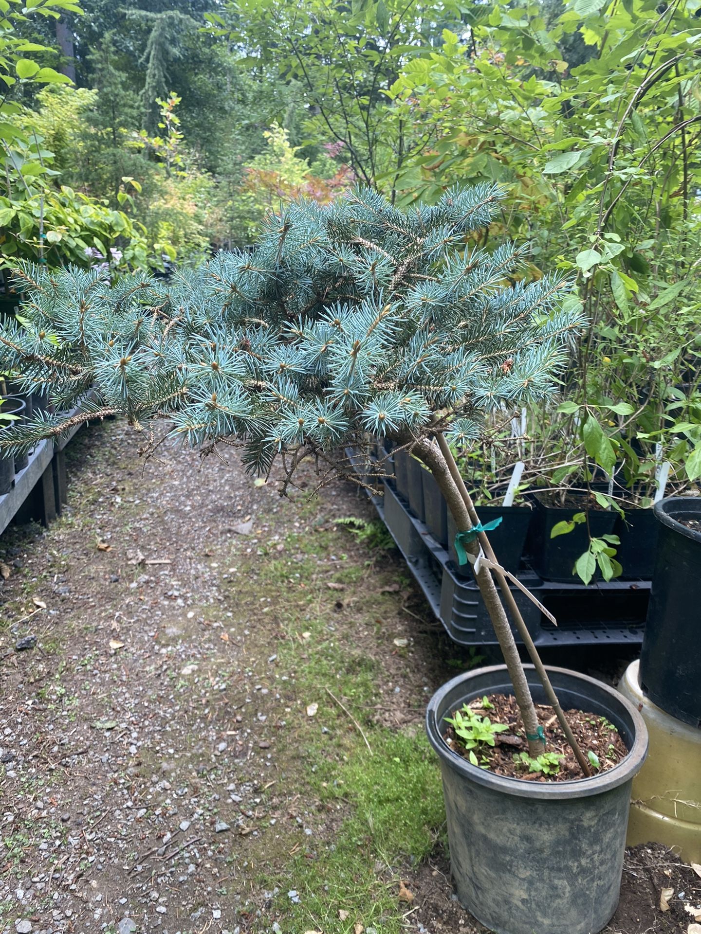 Dwarf Blue Spruce