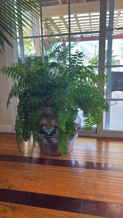 Real plants
