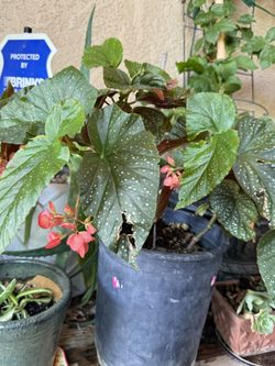 Angel Wings Plant 🌱 