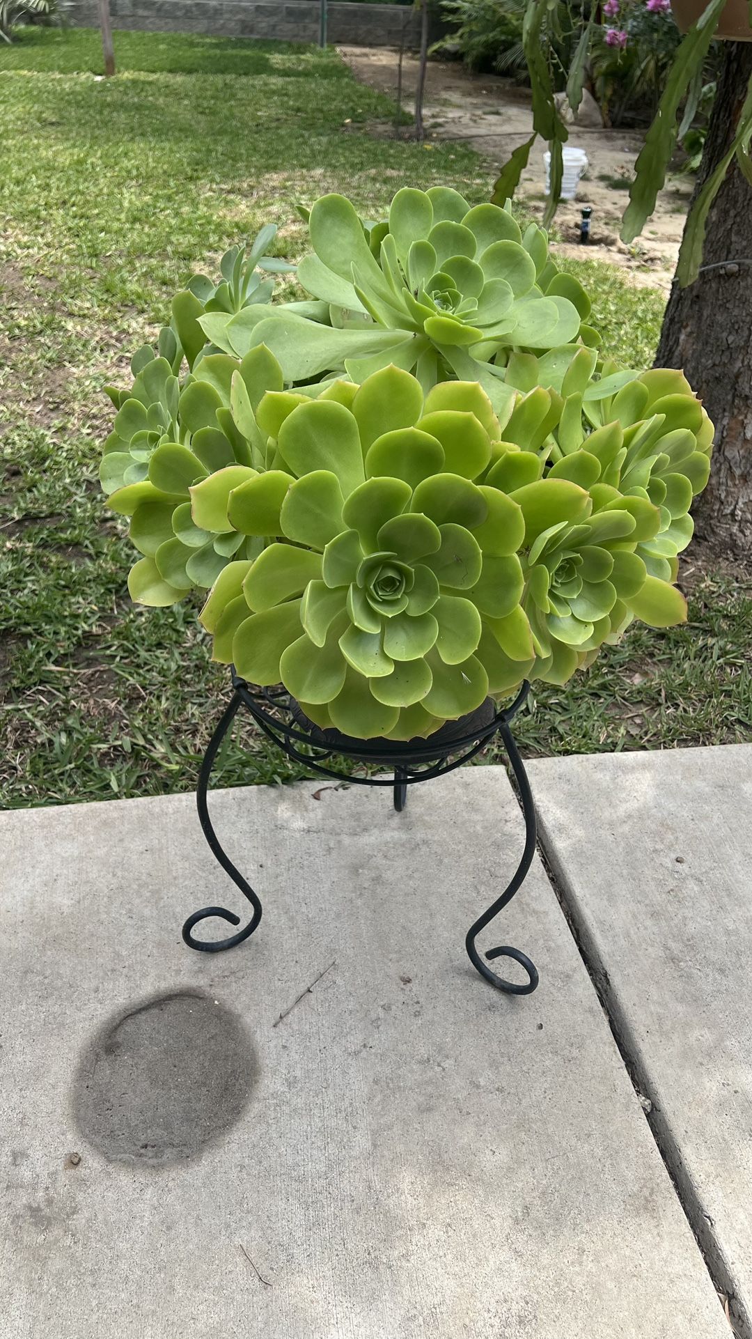 Succulents