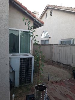 Vendo esta planta de pinsan  , o guamuchil ,es de  una especially muy sana y dulce