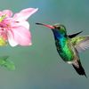 Colibrí
