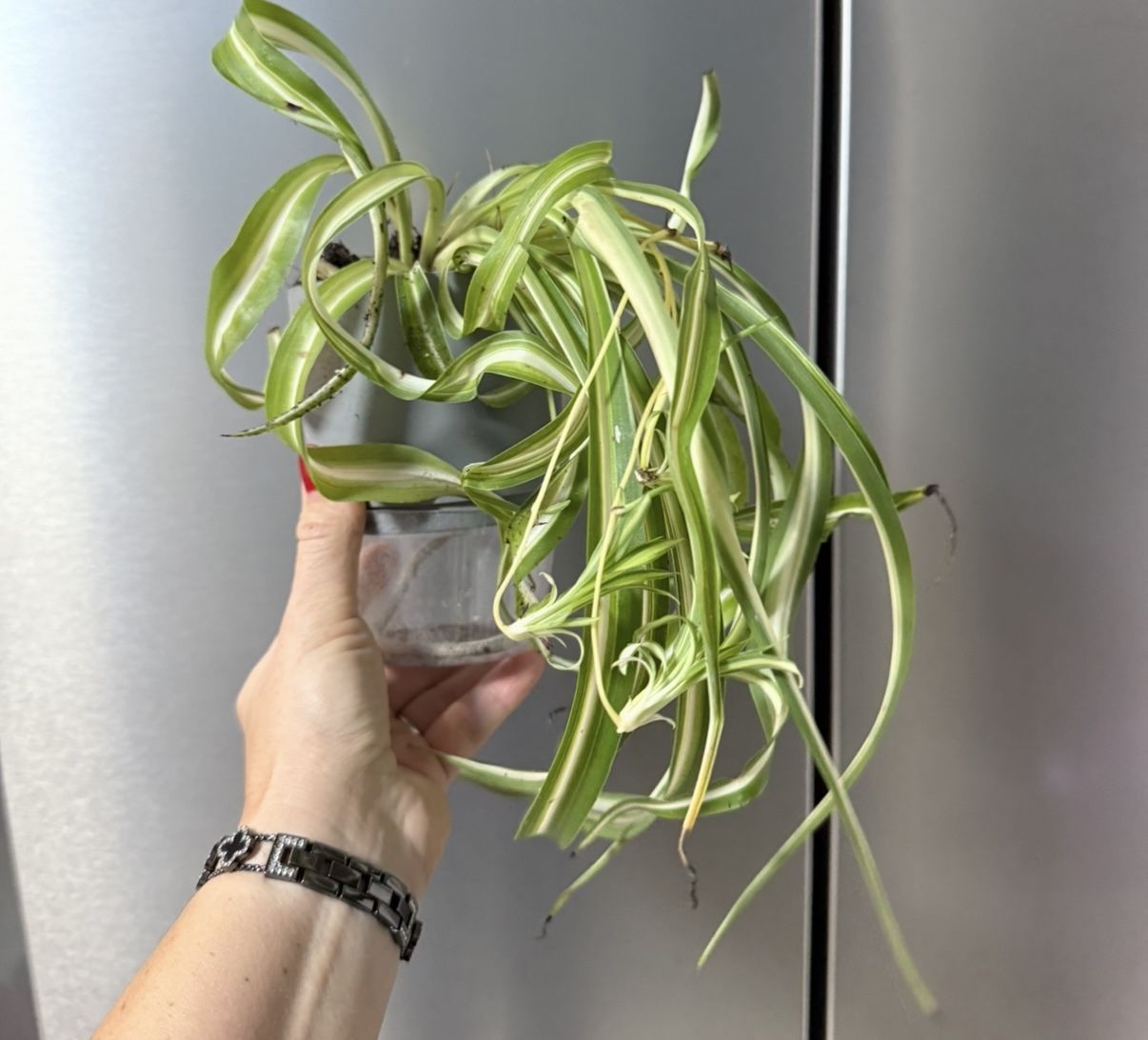 🪴Housplant Curly Spider Plant