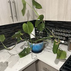 Monstera Plant