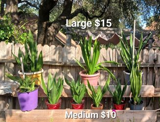 House Plant Sale - Snake Plant - Sansevieria Trifasciata (Large $15 and Medium $10)