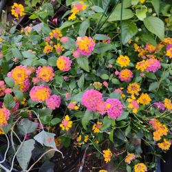 Lantana 