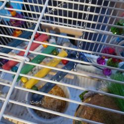 Parakeets