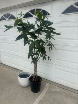 Money tree 6ft