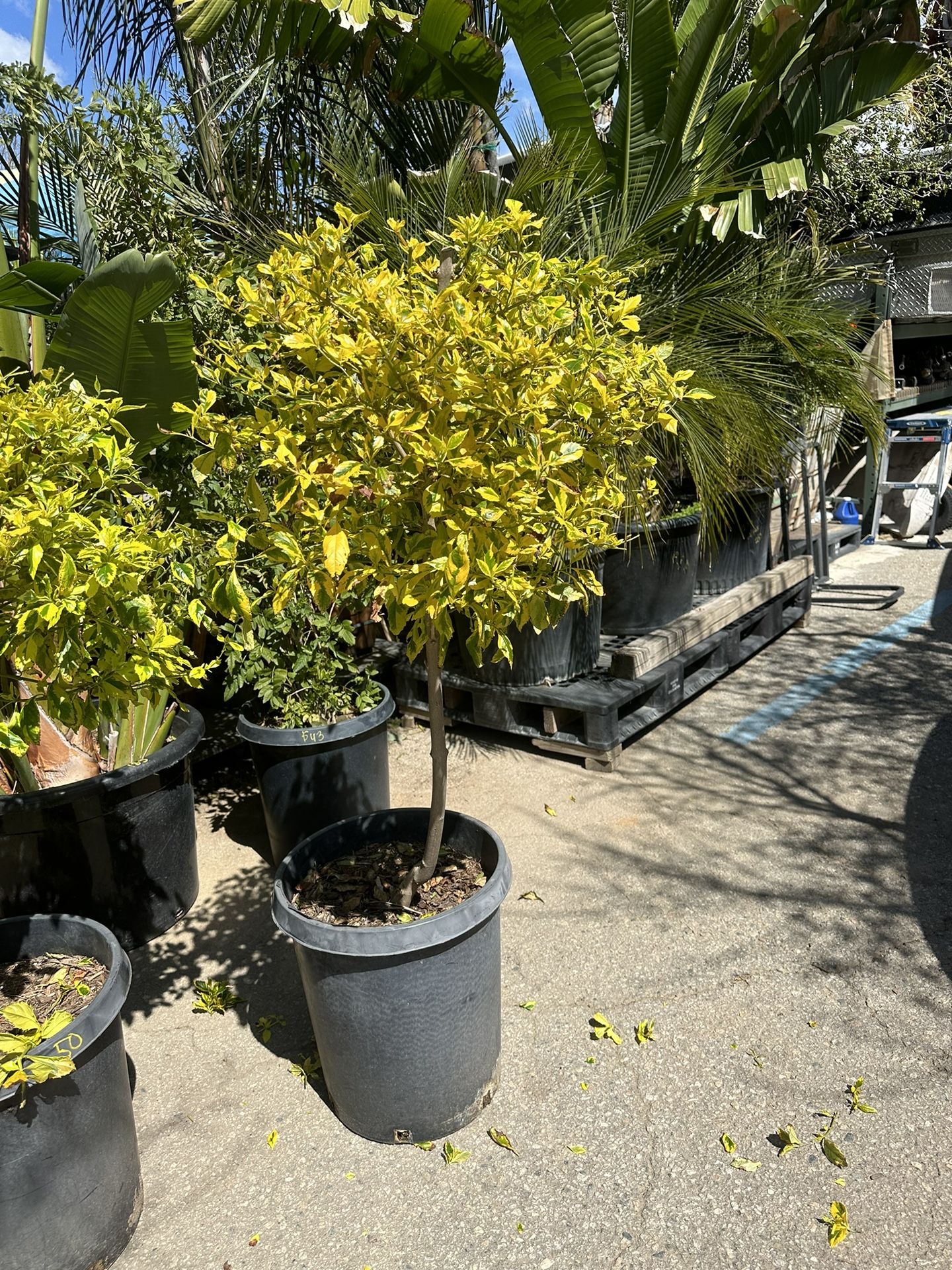 Duranta Topiary Bonsai Plant 