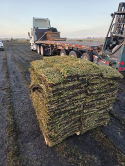 Farm Fresh Grass For Sale
