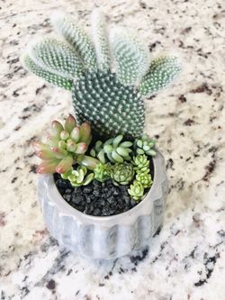 Succulent Cactus arrangements flower plants home decor