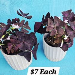 🦋 Butterfly Oxalis Plants 🦋 