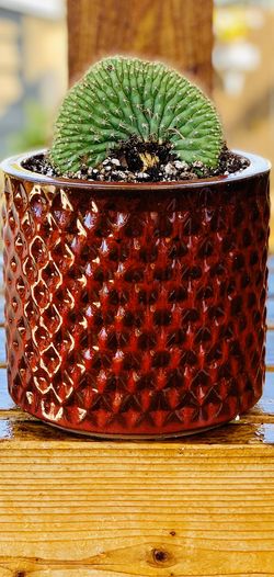 Live indoor Trichocereus Thelegonu Cristata cactus 🌵 house plant in a textured ceramic planter flower pot—firm price