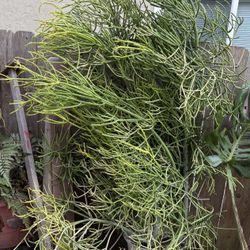 Free Fire Stick Plant