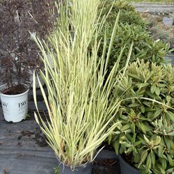 Silver Iris (variegated) 