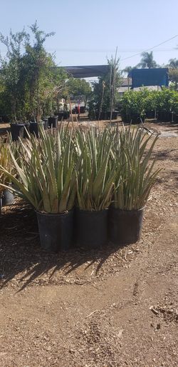 "SUPER SALE " (ONLY THIS WEEK) ALOE VERA $10 / " SUPER VENTA " (SOLO ESTA SEMANA) SÁBILA $10