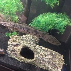 Endlicheri Bichir Decor