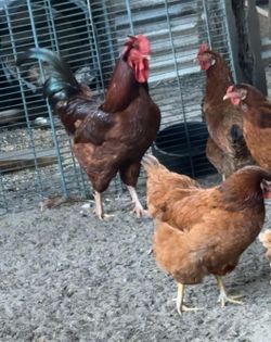 Fresh Eggs
